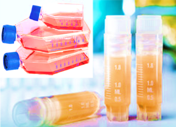 [SK-AKTIIV-180] Luciferase-Labeled Human Astroglioma Temozolomide Resistant Cells (U251 MG/TMZ+LUC)