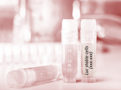 [SK-AKTIIV-192] Luciferase-Labeled H22 Cells (H22 + LUC)